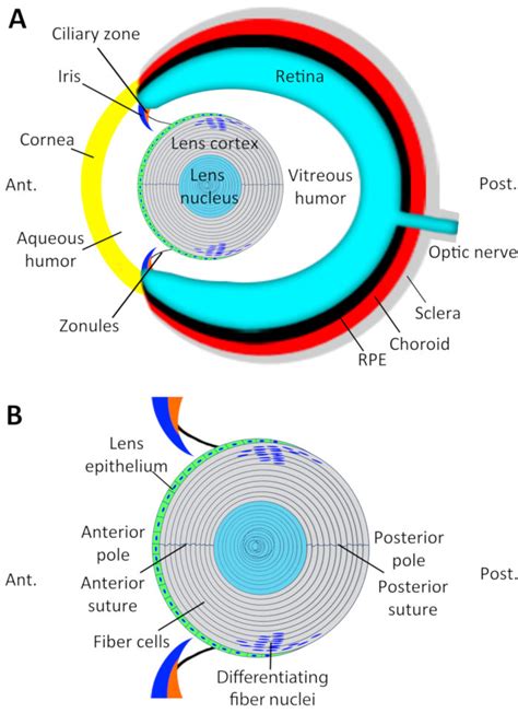 measuring cortical thickness zebrafish|zebrafish eye lens development.